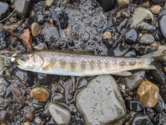Dolly Varden photo 2