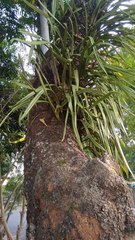 Pyrrosia longifolia