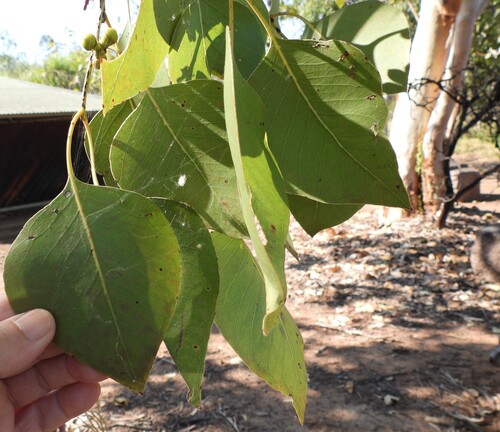 Northern Salmon Gum (Eucalyptus bigalerita)
