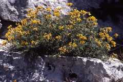 Hippocrepis balearica