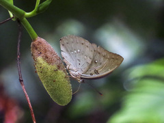 Bassarona dunya