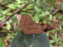 Bassarona dunya