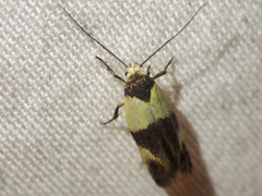 Antipterna euanthes