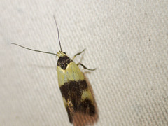 Antipterna euanthes