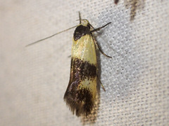 Antipterna euanthes