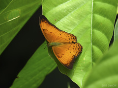 Cirrochroa malaya