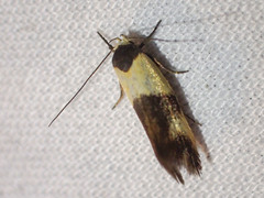 Antipterna euanthes