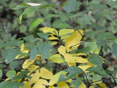 Toxicodendron vernix