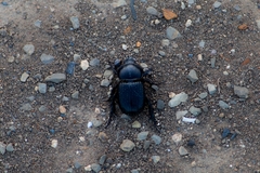 Archophileurus cribrosus