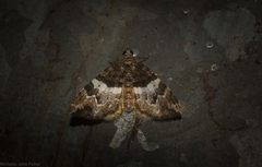 Chrysolarentia phaedra