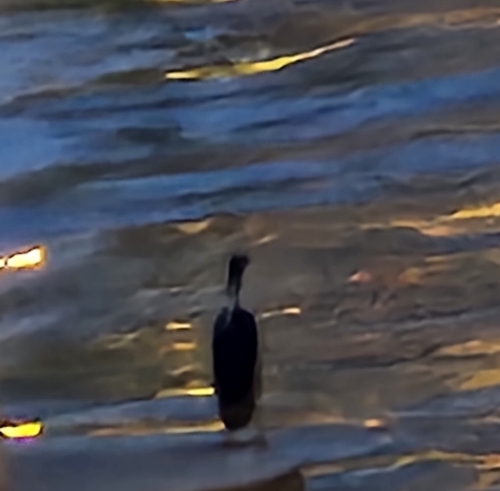 Black-crowned Night Heron