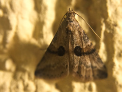 Zebeeba falsalis