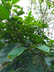 Turpinia ternata