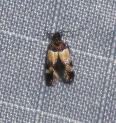 Triclonella determinatella
