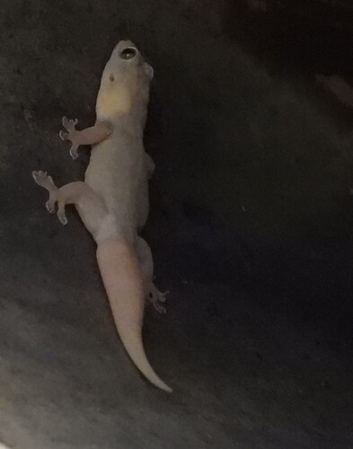 House Gecko, Gehyra australis