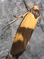 Antipterna euanthes