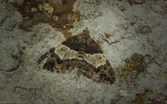 Chrysolarentia phaedra