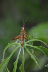 Ommatolampis perspicillata