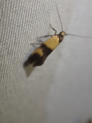 Antipterna euanthes