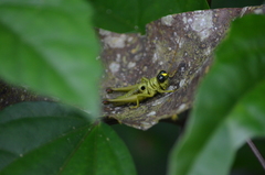 Ommatolampis perspicillata