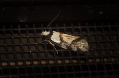 Coesyra hemiphragma
