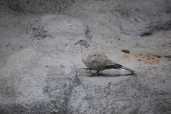 Streptopelia decaocto