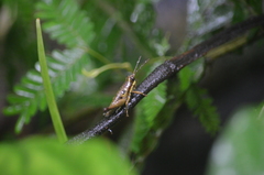 Ommatolampis perspicillata