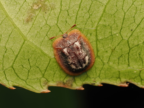 Nhato Insect Notosacantha ihai · iNaturalist