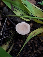 Lactarius glyciosmus