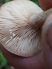 Lactarius glyciosmus