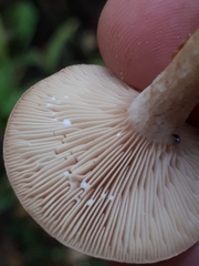 Lactarius glyciosmus