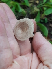 Lactarius glyciosmus