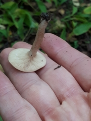Lactarius glyciosmus