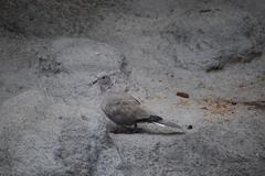 Streptopelia decaocto