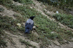 Corvus cornix