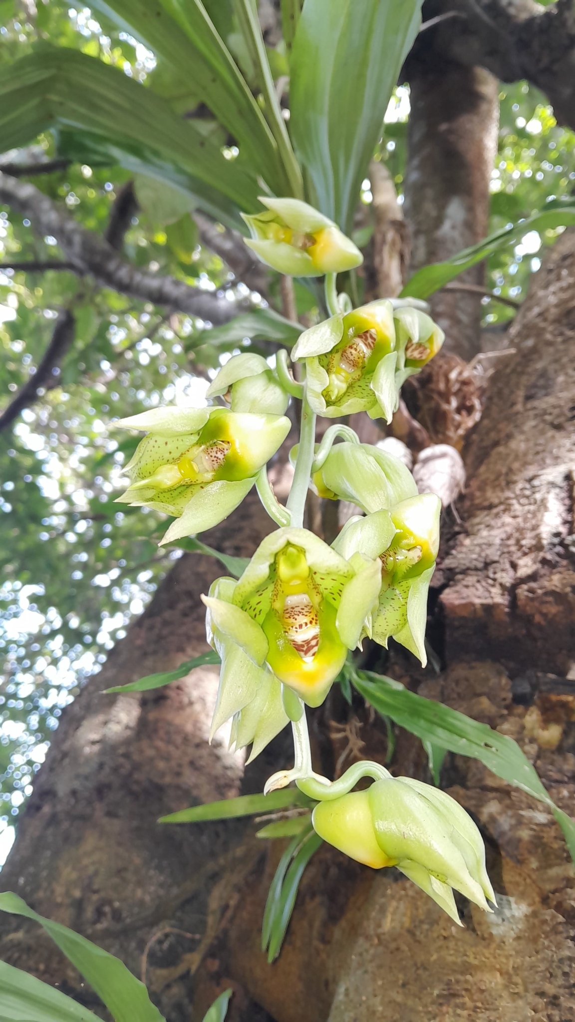 Spotted Catasetum (Catasetum maculatum)