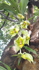 Catasetum Maculé (Catasetum maculatum)