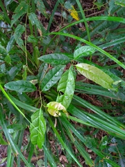 Itea parviflora