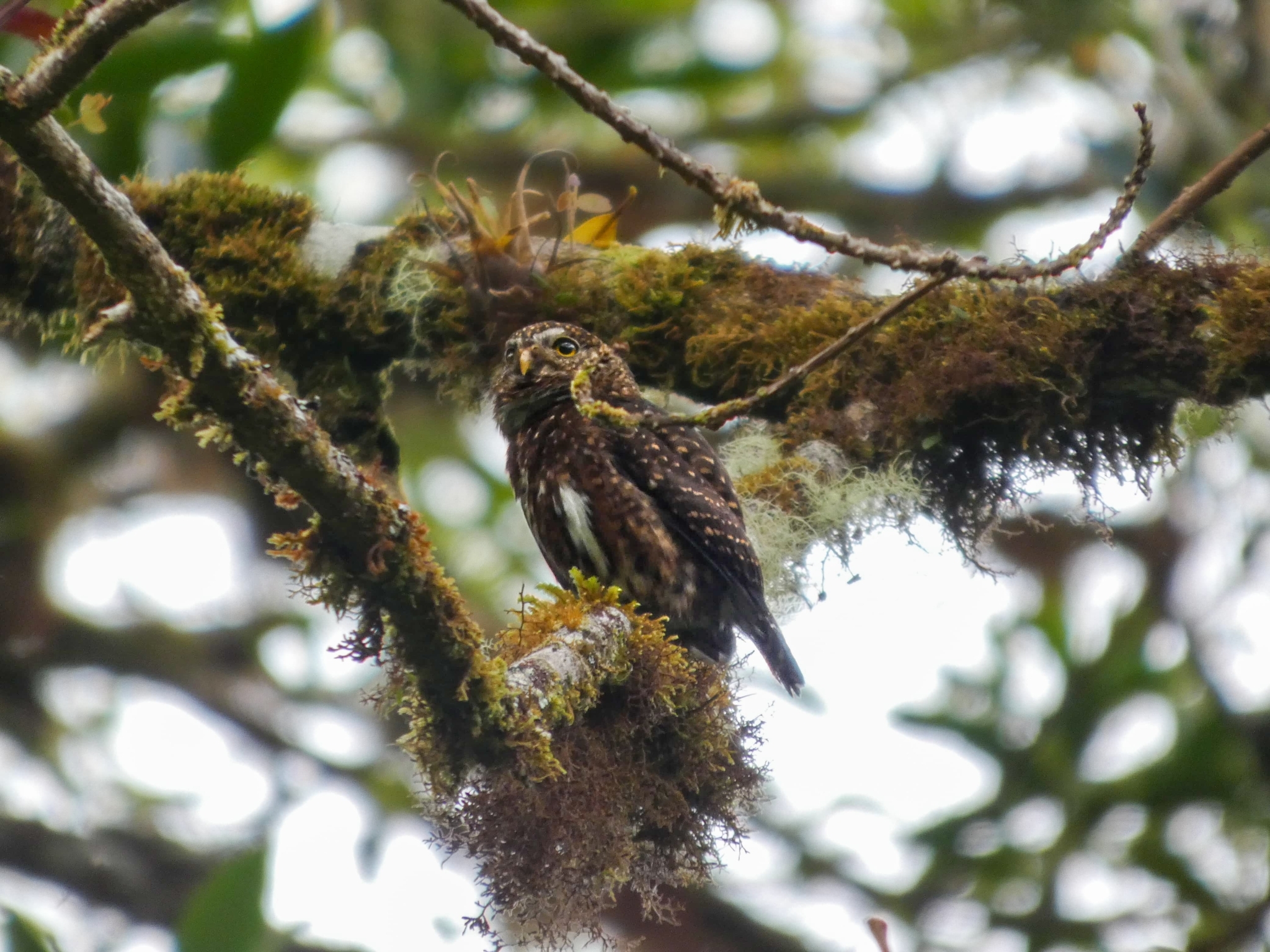 Costa Rican Pygmy Owl (Glaucidium costaricanum), photo 2