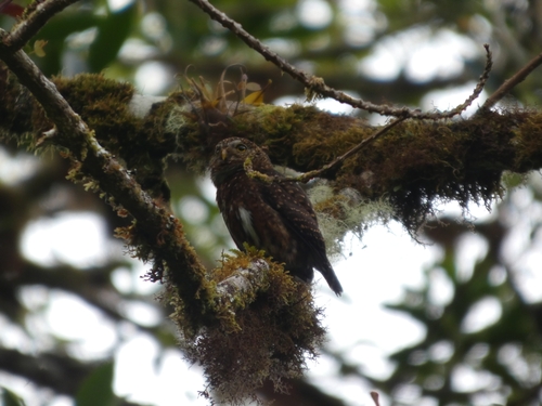 Costa Rican Pygmy Owl (Glaucidium costaricanum), photo 3