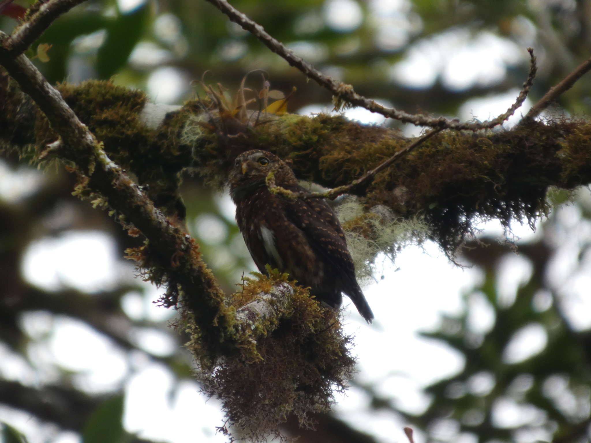 Costa Rican Pygmy Owl (Glaucidium costaricanum), photo 3