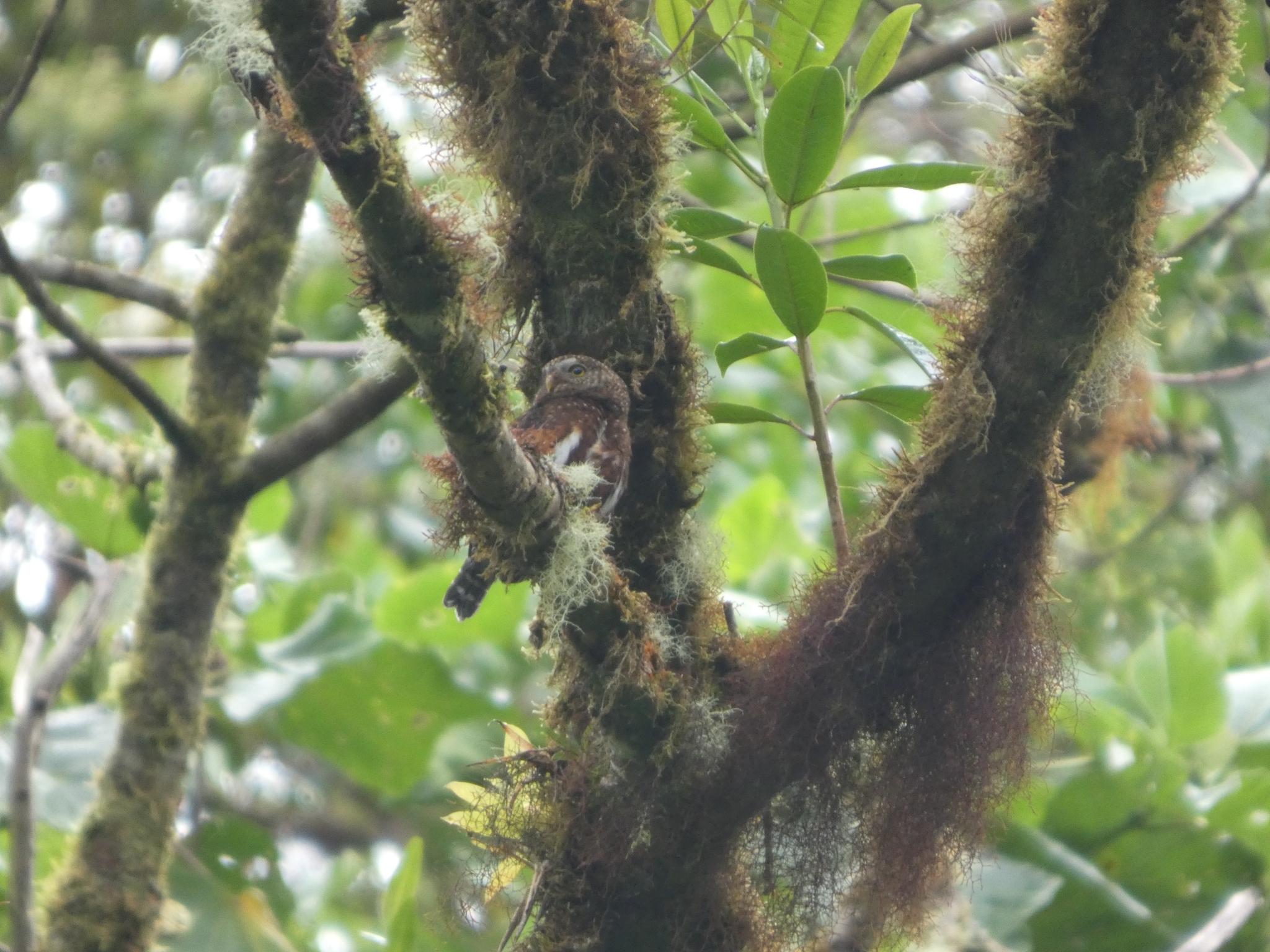 Costa Rican Pygmy Owl (Glaucidium costaricanum), photo 5