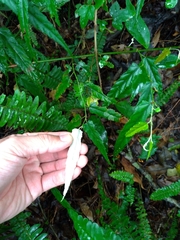 Rubus liui