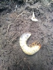 Melolontha melolontha
