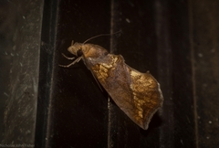 Plusiodonta arctipennis