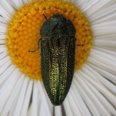 Acmaeodera resplendens