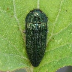 Acmaeodera resplendens