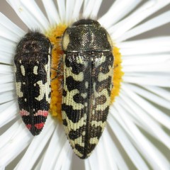 Acmaeodera decipiens