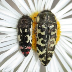 Acmaeodera amabilis