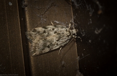 Barea nymphica